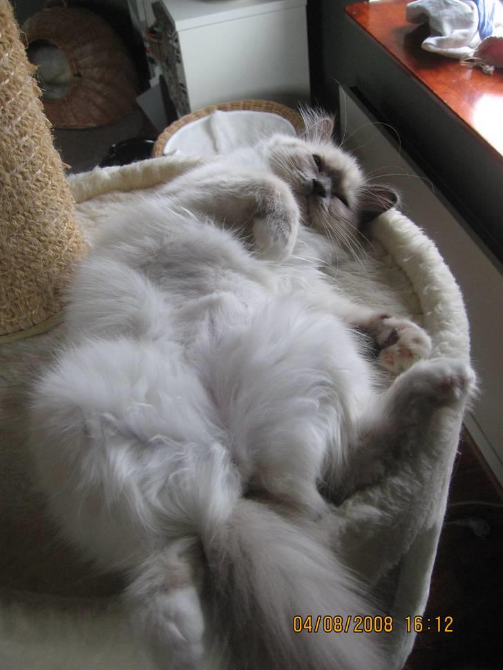 Hellig Birma GiaGuyon's Divine Emotion billede 17