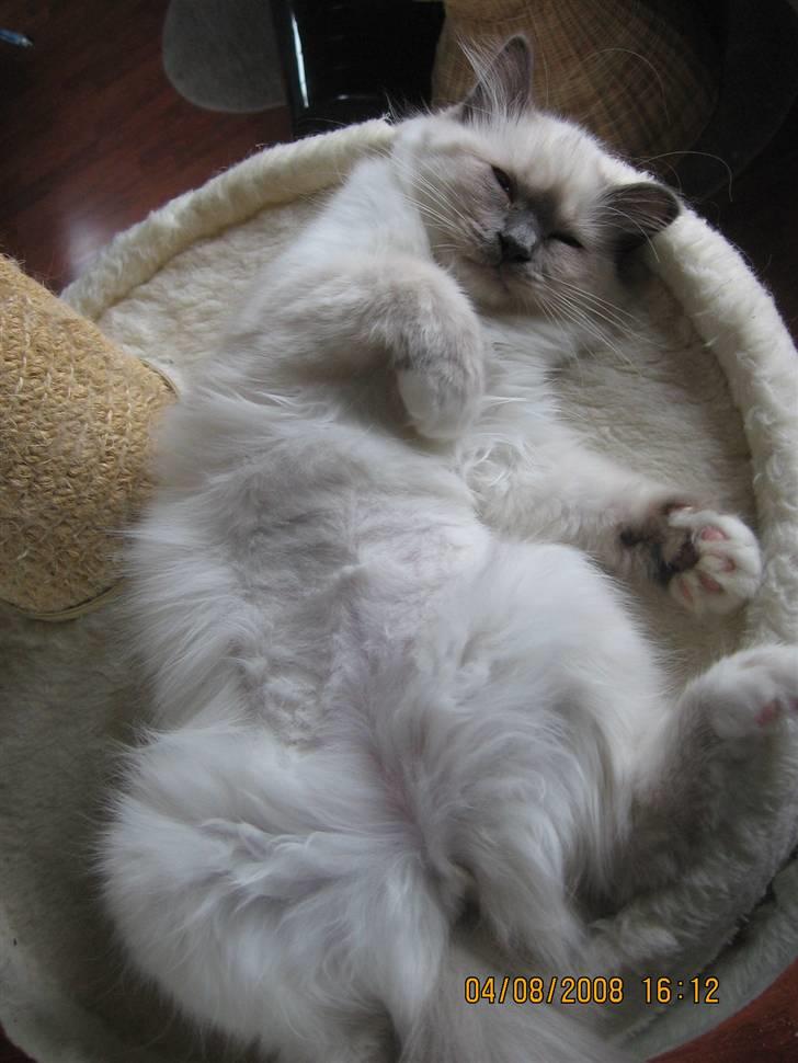 Hellig Birma GiaGuyon's Divine Emotion billede 18