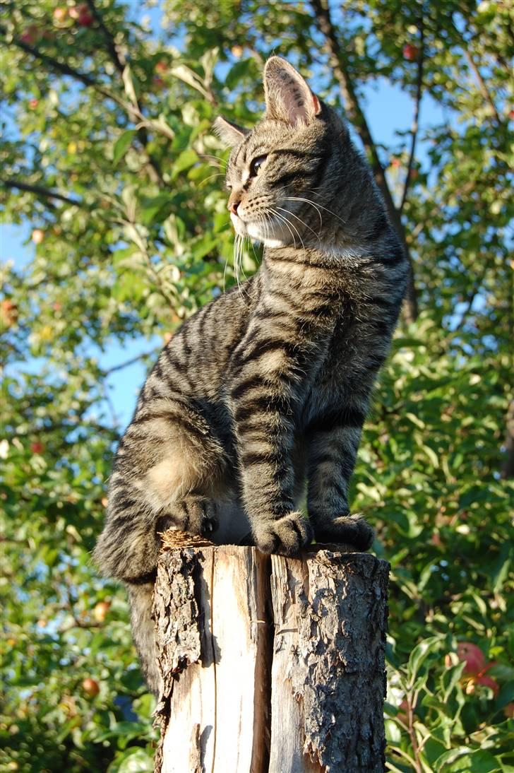Blanding af racer Tarzan - så smuk i aftensolen. billede 17