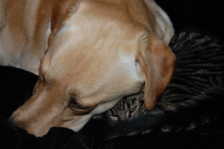 Blanding af racer Tarzan - vi putter så dejligt. billede 18