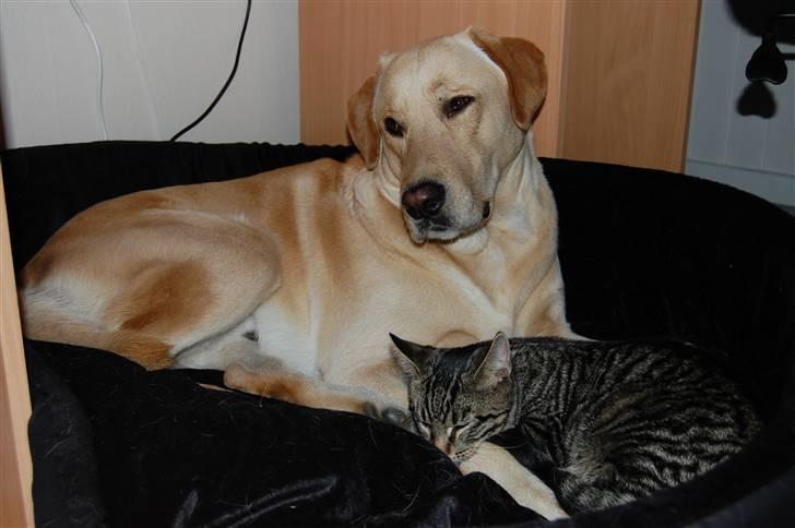 Blanding af racer Tarzan - han kan vist godt lide mig? billede 19