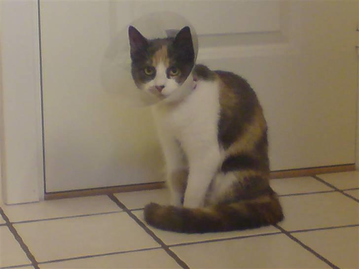 Huskat Nuggie - Da den fik fjernet livmoderen (hedder det ikk´ det?)  <3  billede 9