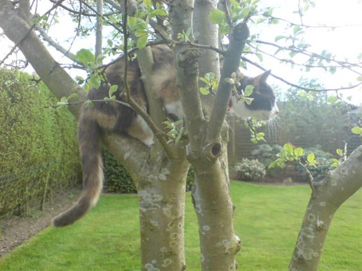 Huskat Nuggie - Hun blev skræmt af hendes nabo´s kat xD  billede 10