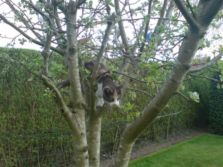 Huskat Nuggie - På vej ned igen :b  billede 11