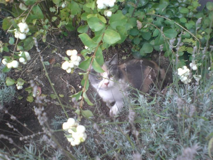 Huskat Nuggie - Gemmer sig <3  billede 12