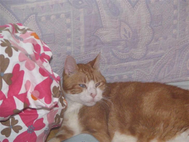 Huskat R.I.P  Orla - sover i sophies værlse =,) billede 15