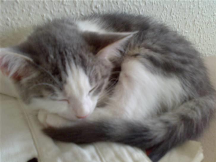 Huskat Princess - her får hun sig lige en lille lur, efter at være ankommet til sit nye hjem billede 1