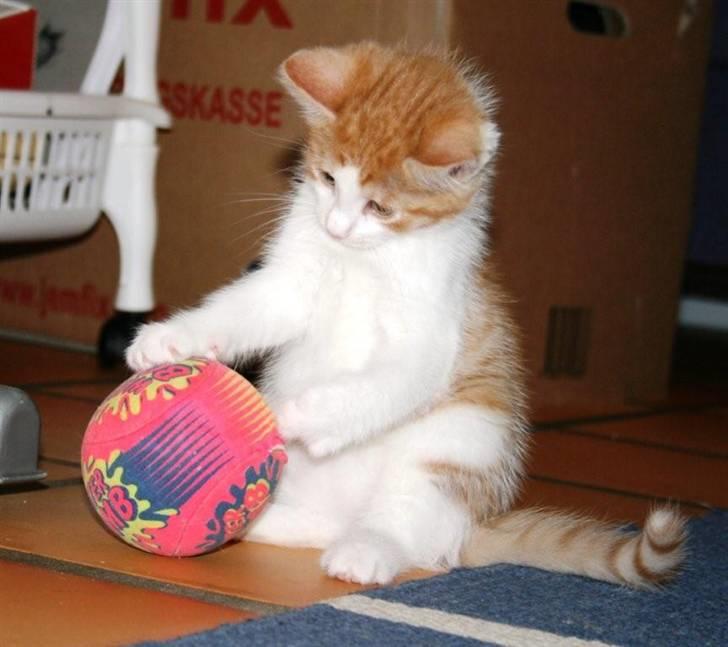 Huskat sunchine - Her leger hun lidt. billede 1