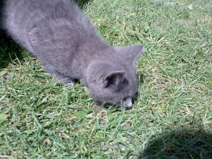 Blanding af racer Snoopy *RIP* - FANGET! Læs så hele min profil! før slipper jeg dig ikke! Husk en bedømmelse!! xD billede 1