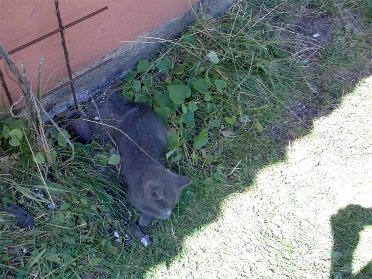 Blanding af racer Snoopy *RIP* billede 2