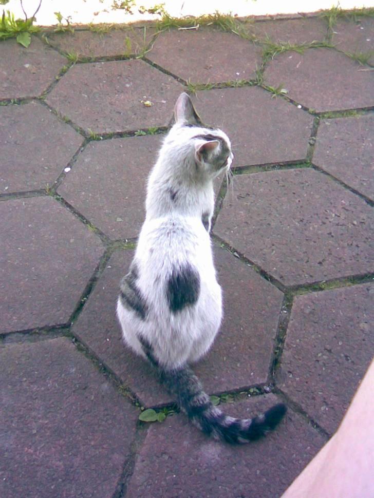 Huskat Basse <3 † R.I.P. † billede 4