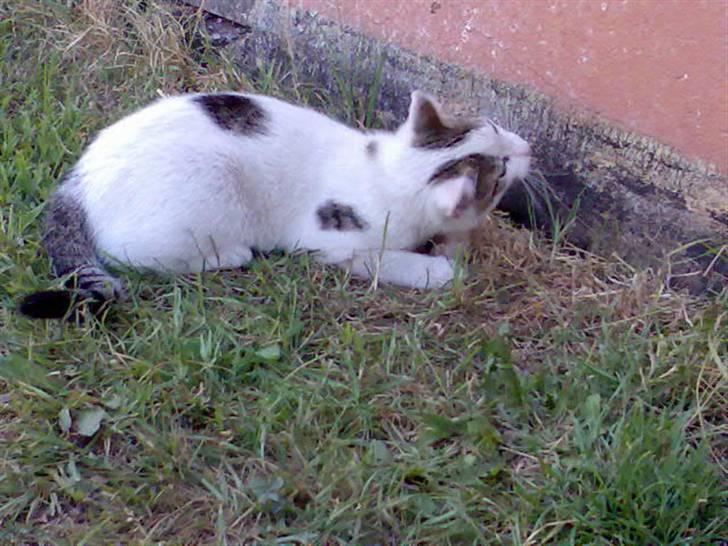 Huskat Basse <3 † R.I.P. † - Hvad?! er det der?  billede 5