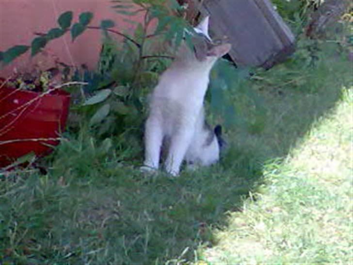 Huskat Basse <3 † R.I.P. † billede 6