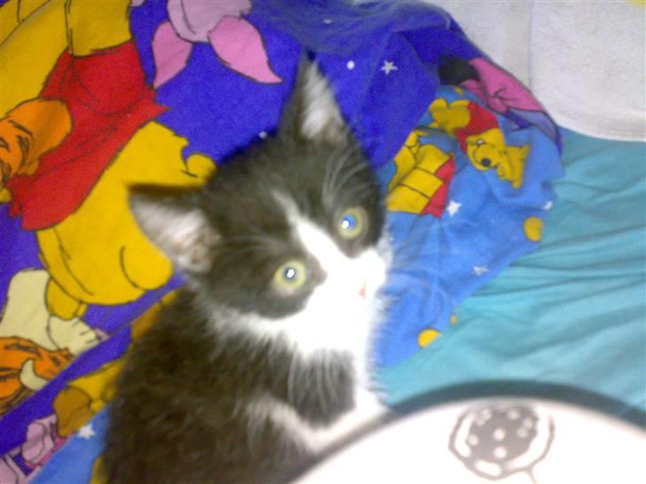 Huskat ¤Masha¤ billede 1