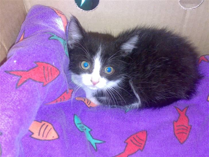 Huskat ¤Masha¤ - det første billede af hende hvade lige tage hende ind billede 2