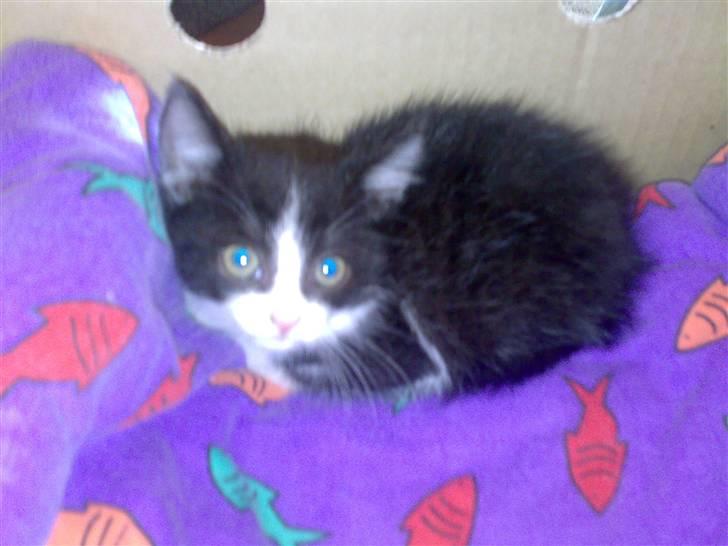 Huskat ¤Masha¤ billede 3