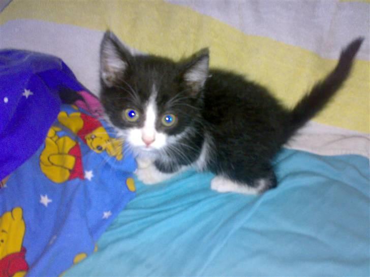 Huskat ¤Masha¤ billede 5