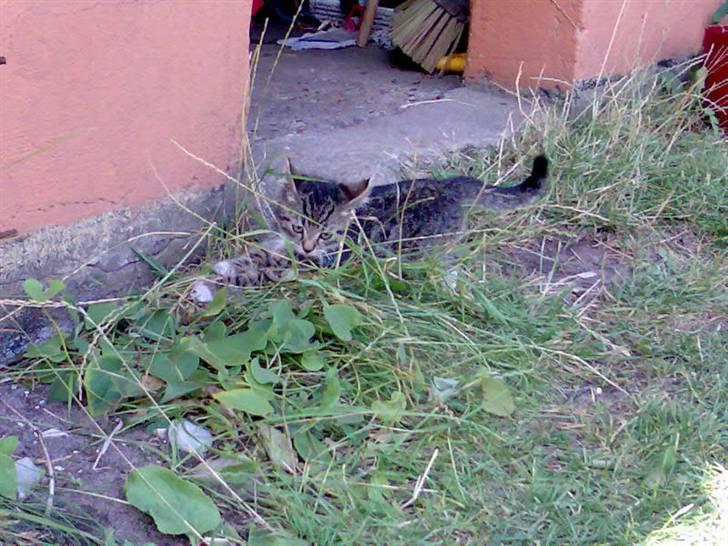 Huskat Tiger *RIP* - ARG ! hvem mon så mig? HJÆÆLP ! billede 1