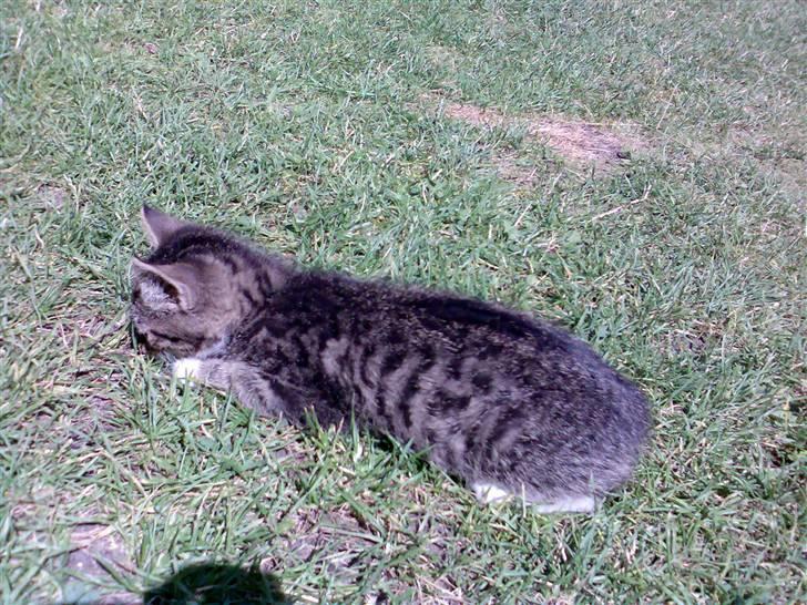 Huskat Tiger *RIP* - SHHH billede 2