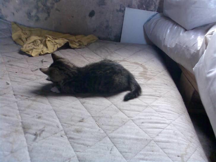 Huskat Tiger *RIP* - Thaha billede 3