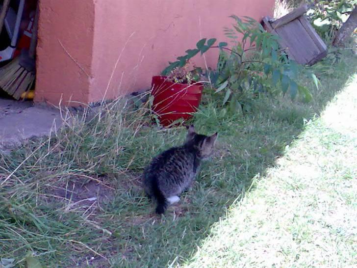 Huskat Tiger *RIP* - Hej?  billede 4