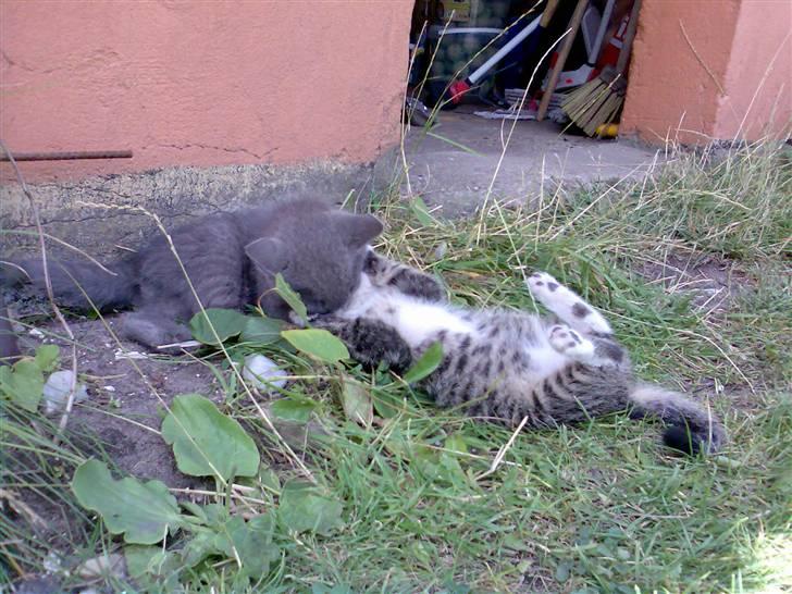 Huskat Tiger *RIP* - bliver ordnet af sin anden "storebror" snoopy billede 5