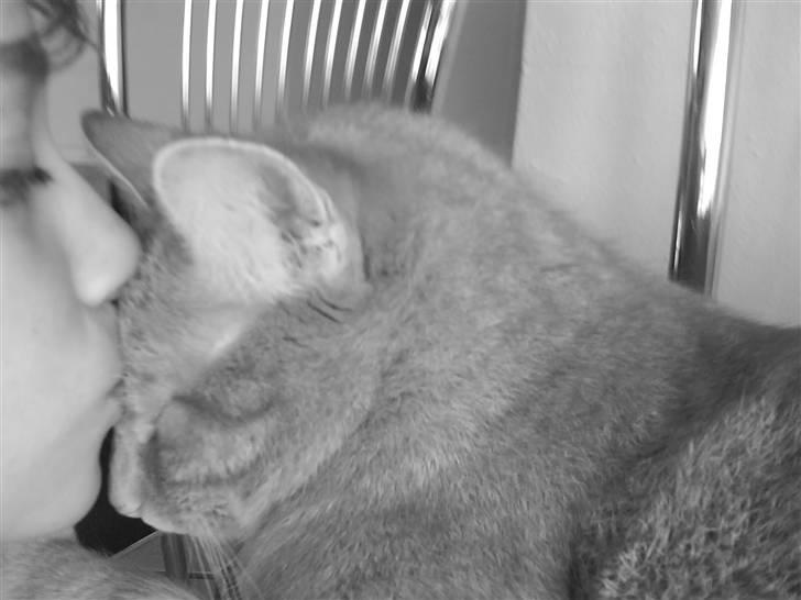 Huskat Oliver (Ollie) *Mikki's* - Elsker diig Ollie <3 billede 10