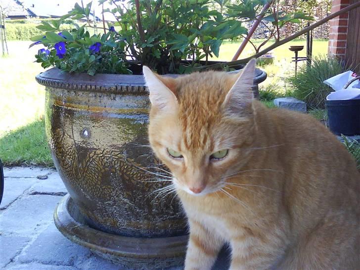 Huskat Oliver (Ollie) *Mikki's* - Er lige ved og falde i søve ..  billede 11