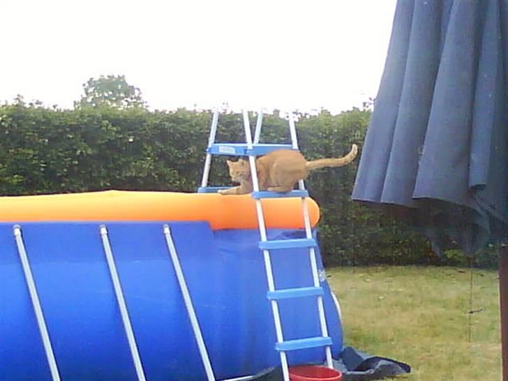 Huskat Oliver (Ollie) *Mikki's* - Uhh, det er koldt .. ;D billede 12