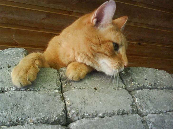 Huskat Oliver (Ollie) *Mikki's* - Hvem kom der ? billede 13