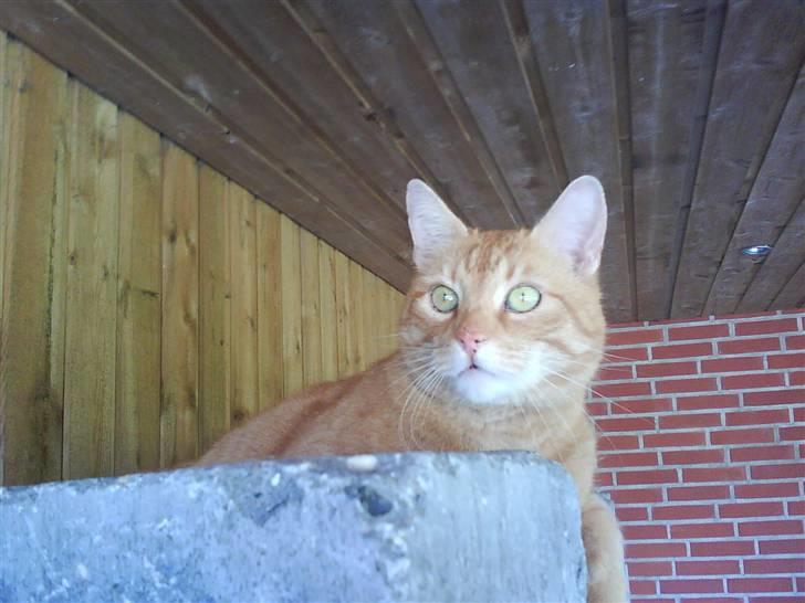 Huskat Oliver (Ollie) *Mikki's* - Uhh, jeg syntes der var et spøgelse ..  billede 14