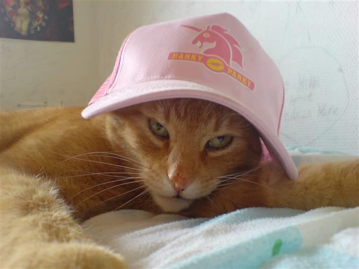 Huskat Oliver (Ollie) *Mikki's* - Jeg er bare sej .. ;D<3 billede 15