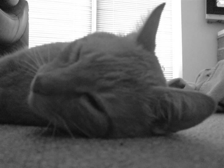 Huskat Oliver (Ollie) *Mikki's* - Ligger og sover nede i stuen .. ZzZzZ billede 16