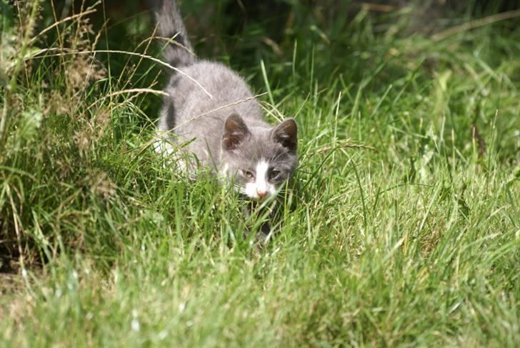 Blanding af racer Bertram RIP billede 19