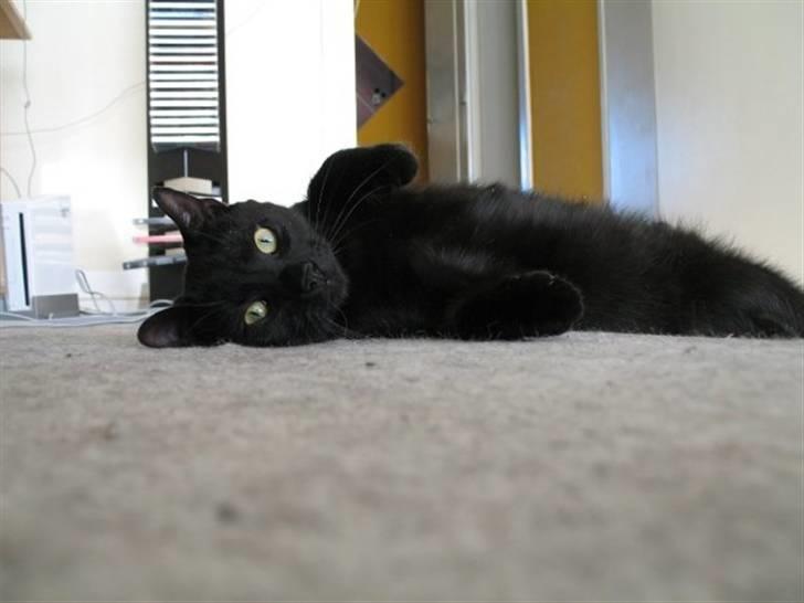 Huskat Panthera Onca Longtail - Smukke lille mig billede 1