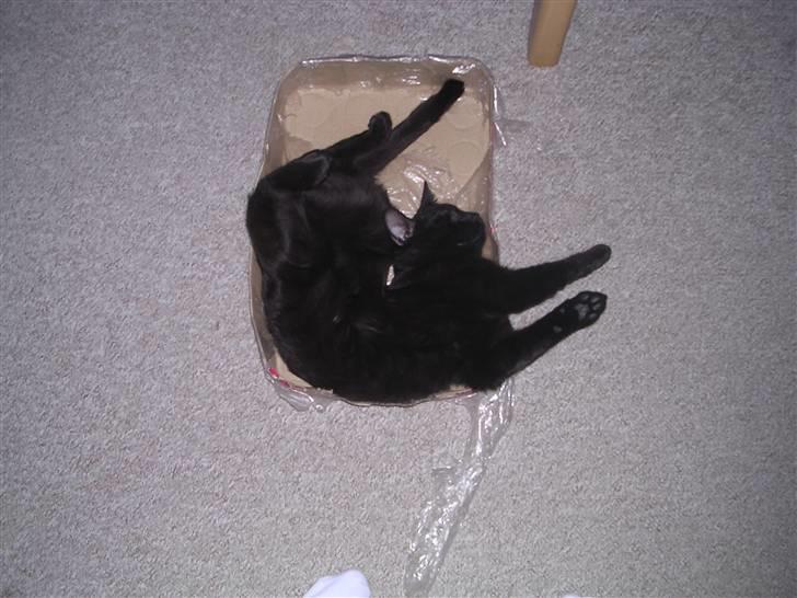 Huskat Panthera Onca Longtail - ZzZzZ billede 2