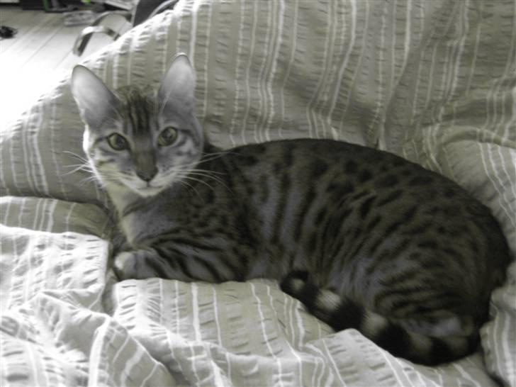 Bengal Sweet Nancy of Golden Haz billede 7