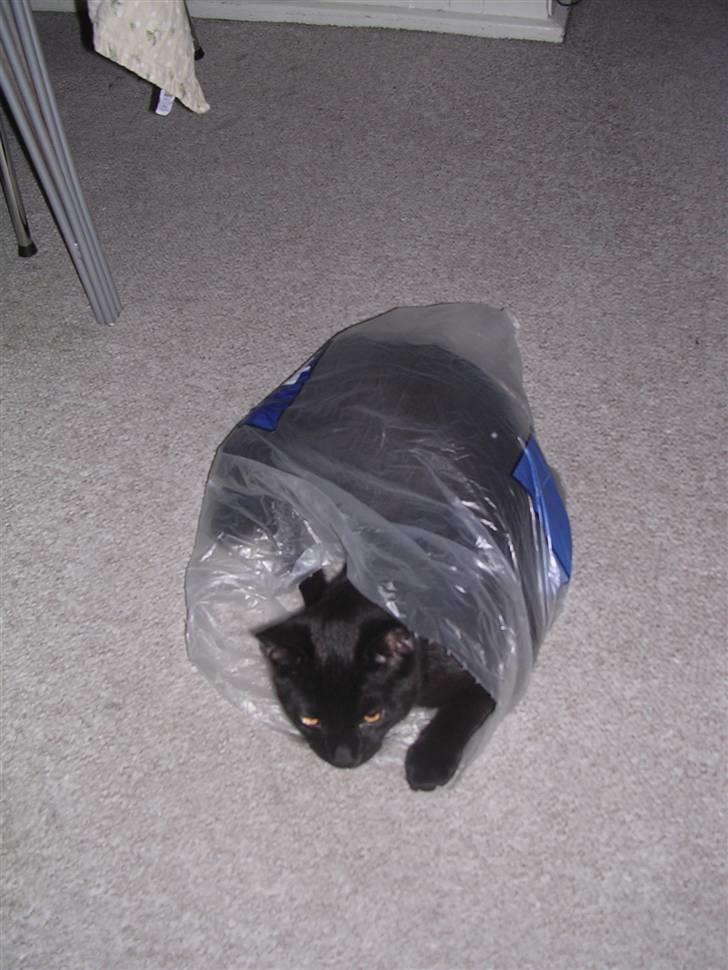 Huskat Panthera Onca Longtail billede 3