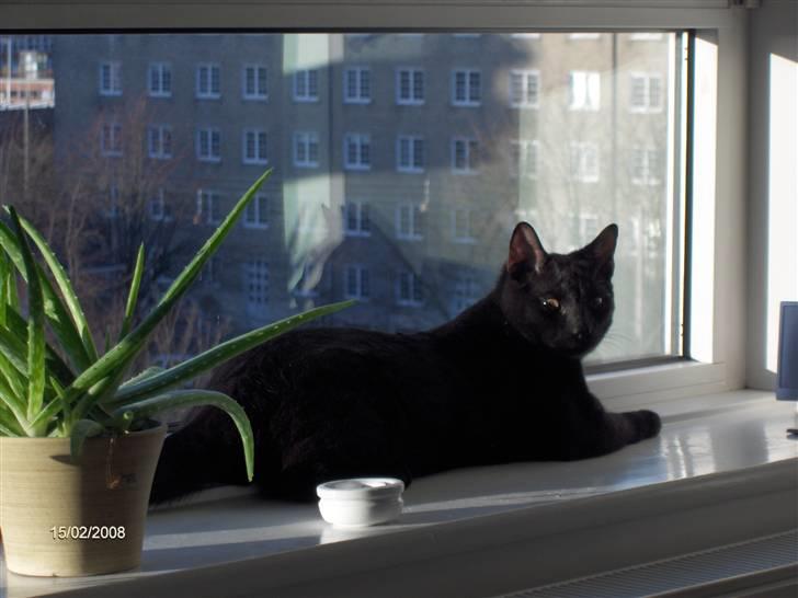 Huskat Panthera Onca Longtail billede 4