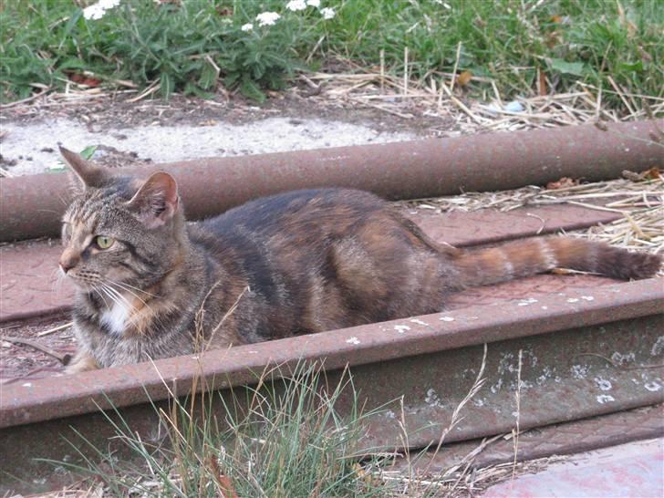 Huskat Vilddyret † R.I.P † billede 15