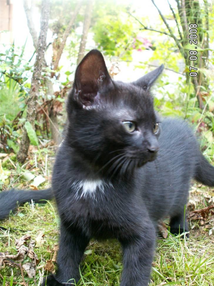 Huskat jetterne billede 14