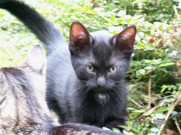 Huskat jetterne billede 15