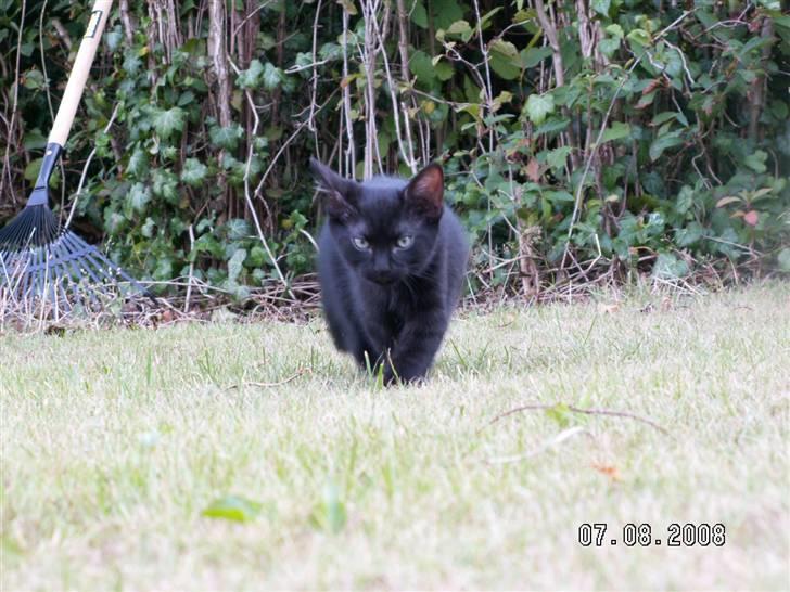 Huskat jetterne billede 16