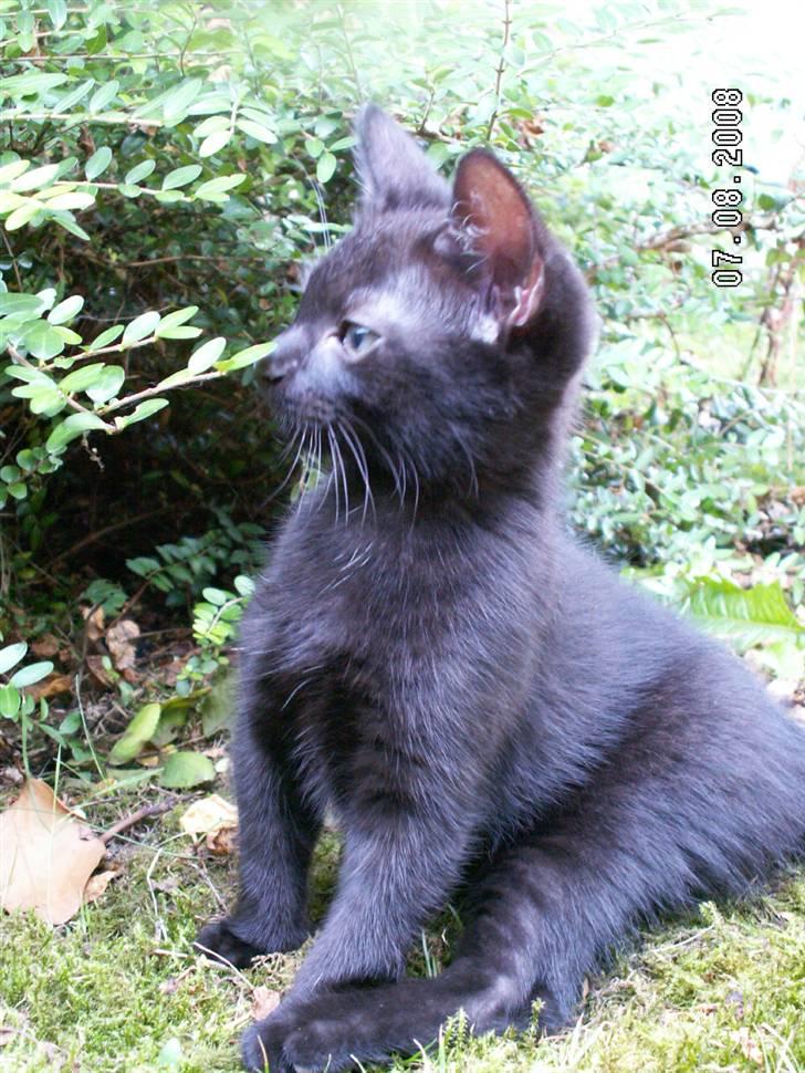 Huskat jetterne billede 17