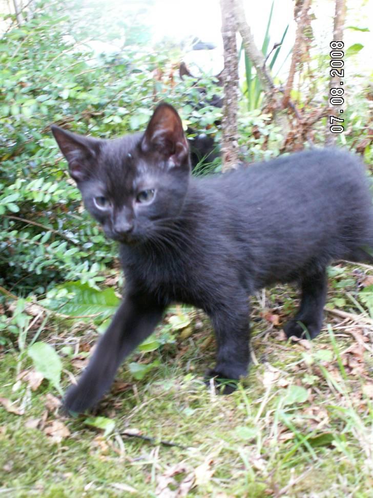 Huskat jetterne billede 18