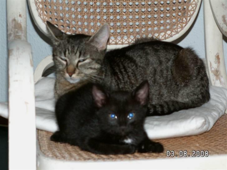 Huskat fenja billede 14