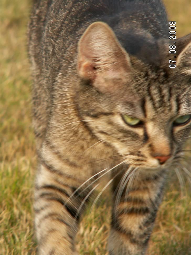 Huskat fenja billede 15