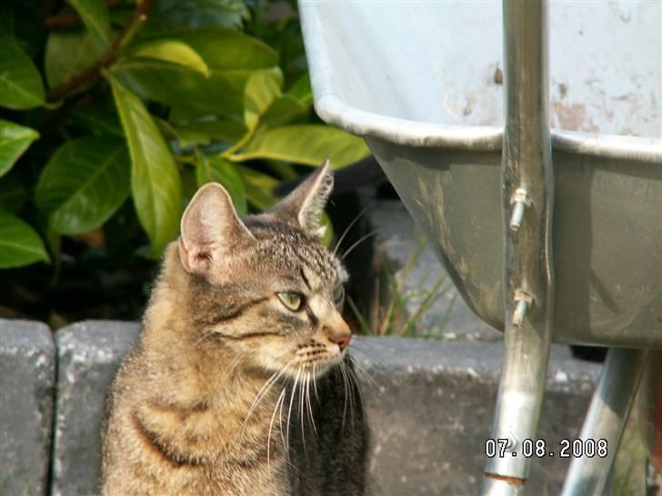 Huskat fenja billede 16