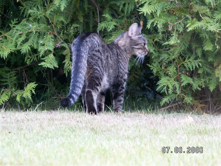 Huskat fenja billede 17