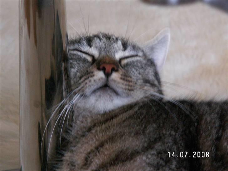 Huskat fenja billede 18